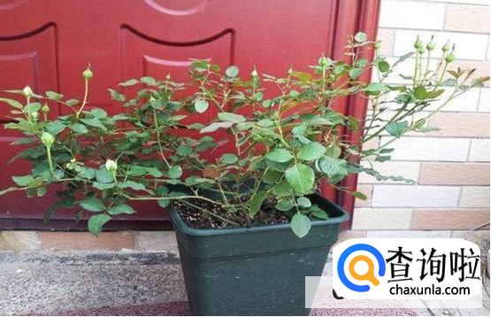 月季不开花只长叶子的原因处理方法