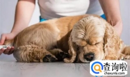 狗狗不可以吃番石榴的原因