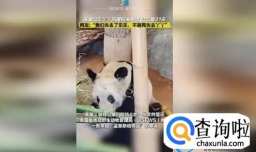 美国公示丫丫回国相关申请 丫丫具体回国日期定下了吗？