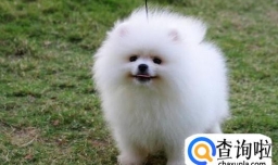 女生为什么不能养博美犬