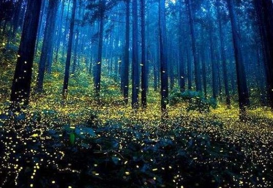 萤火虫为什么会发光