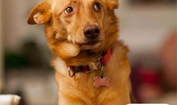 狗狗受到惊吓后怎么才能让它恢复