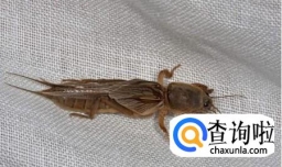 养殖蝼蛄的方法