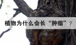 植物为什么会长肿瘤
