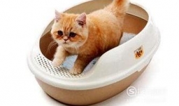 捡到小猫带回家应该怎么办