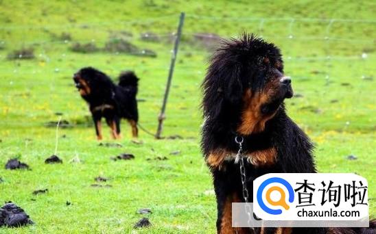 藏獒为啥不能养