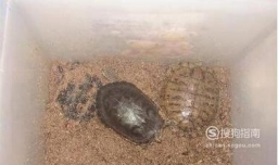 家庭养乌龟如何过冬？