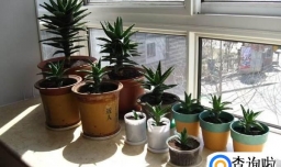 怎样给芦荟换盆