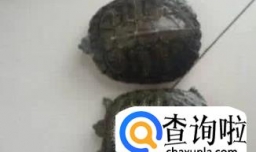 乌龟怎么养才能生蛋