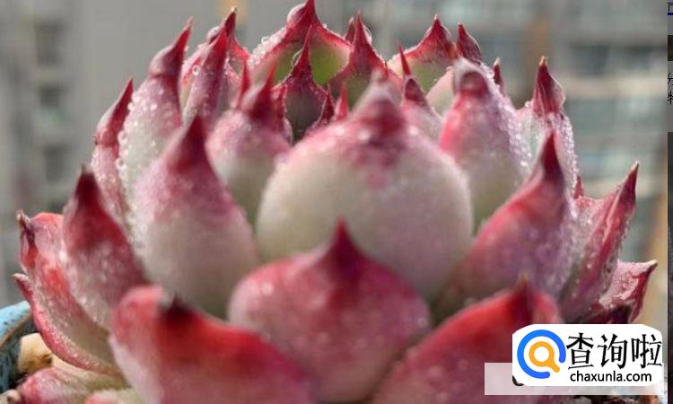 多肉怎么养才能活的更久？