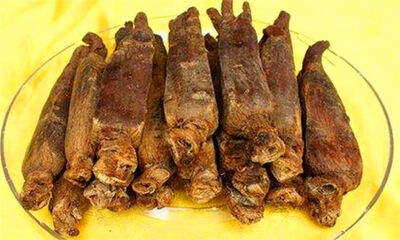 高丽参和西洋参的区别