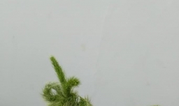 怎样用狗尾草做小松鼠