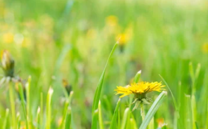 形容春天的古诗？