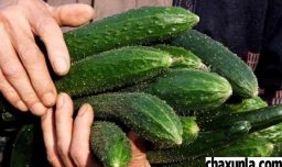 挑选蔬菜的方法