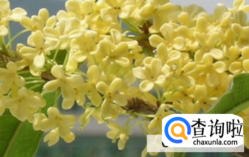 桂花树不开花是什么原因