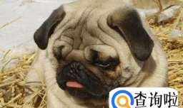 狗狗腿断了怎么接