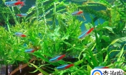 红绿灯鱼怎么养
