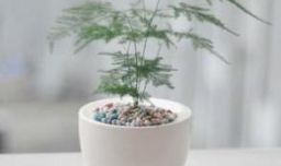 家庭花卉盆栽文竹的养护方法