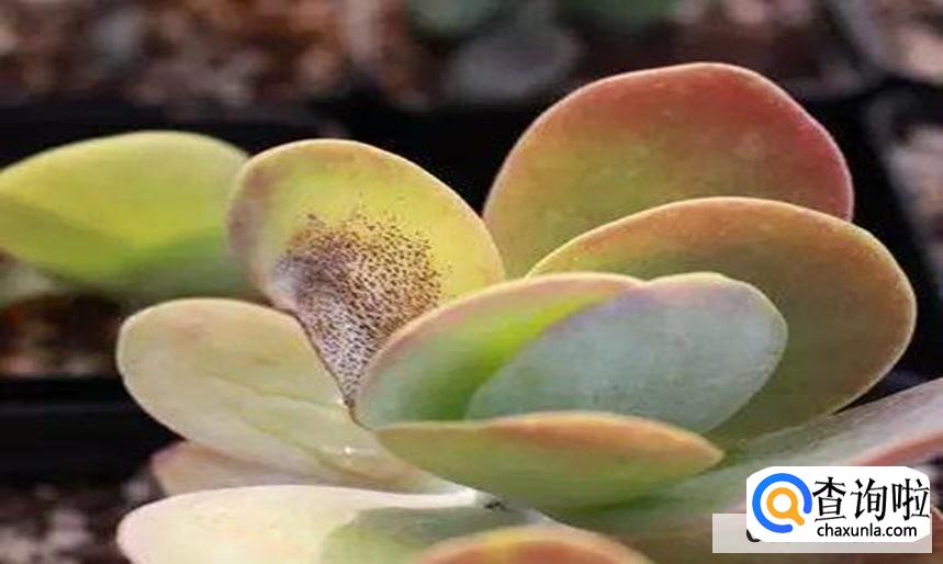 多肉晒伤了怎么处理比较好