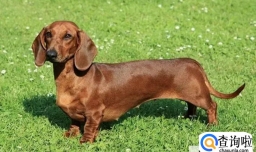 腊肠犬的价格和饲养方式