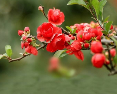 海棠的花语是什么