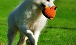 萨摩耶怎么看纯不纯呢？