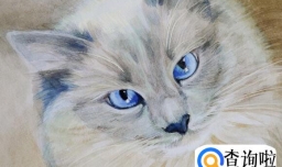 布偶猫不能吃什么食物？