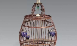 麻料鸟饲养和日常管理技巧