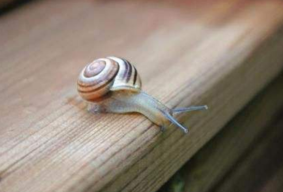 蜗牛吃什么