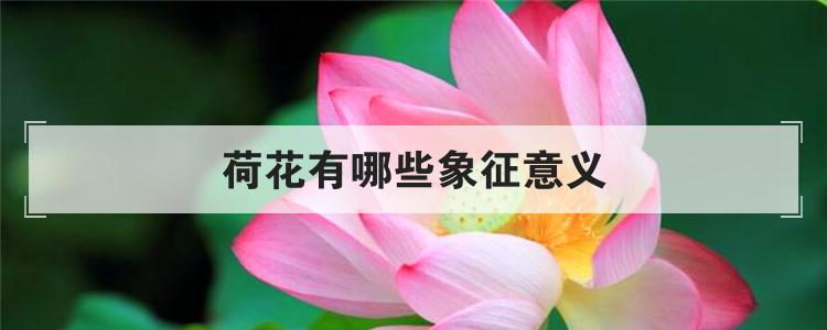荷花有哪些象征意义