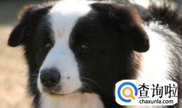 边境牧羊犬智商