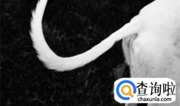 狗狗尾巴的各种动作代表什么