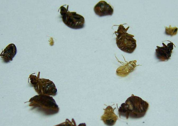 蟑螂的危害性有多大