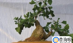 如何制作银杏盆景