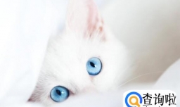 猫咪对主人会有感情吗？