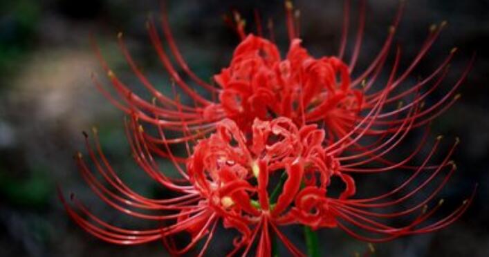 曼珠沙华的花语是什么