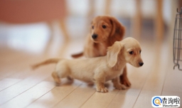 狗狗爪子划破轻微破皮