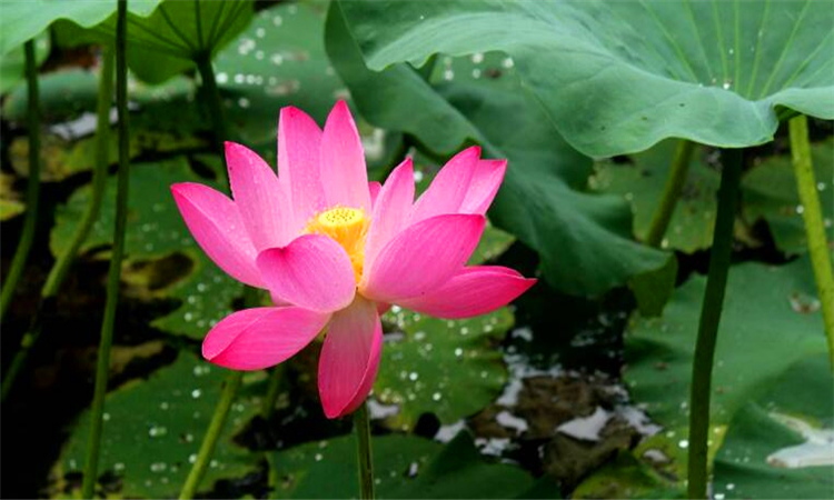 荷花有哪些象征意义