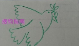 和平鸽的简笔画