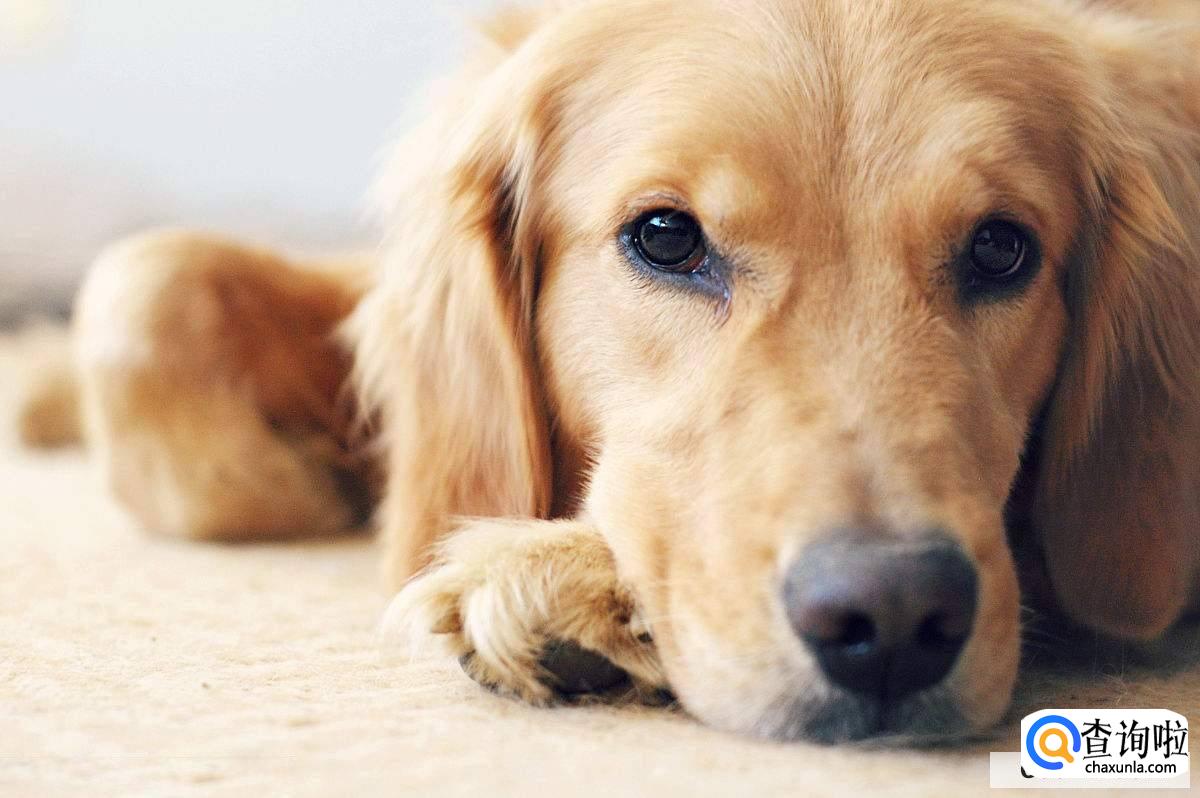 金毛掉毛家里到处都是怎么办