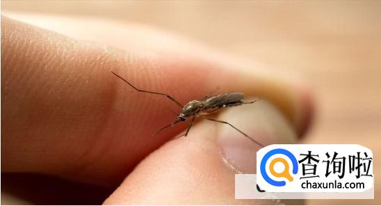 夏天蚊子喜欢什么颜色的衣服不被叮咬