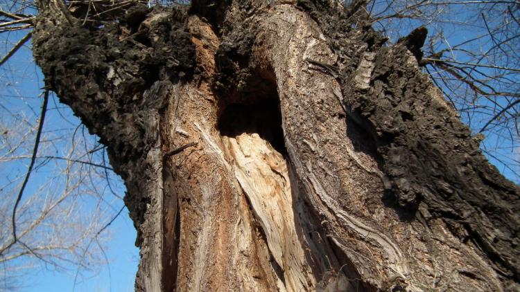 树洞是什么意思