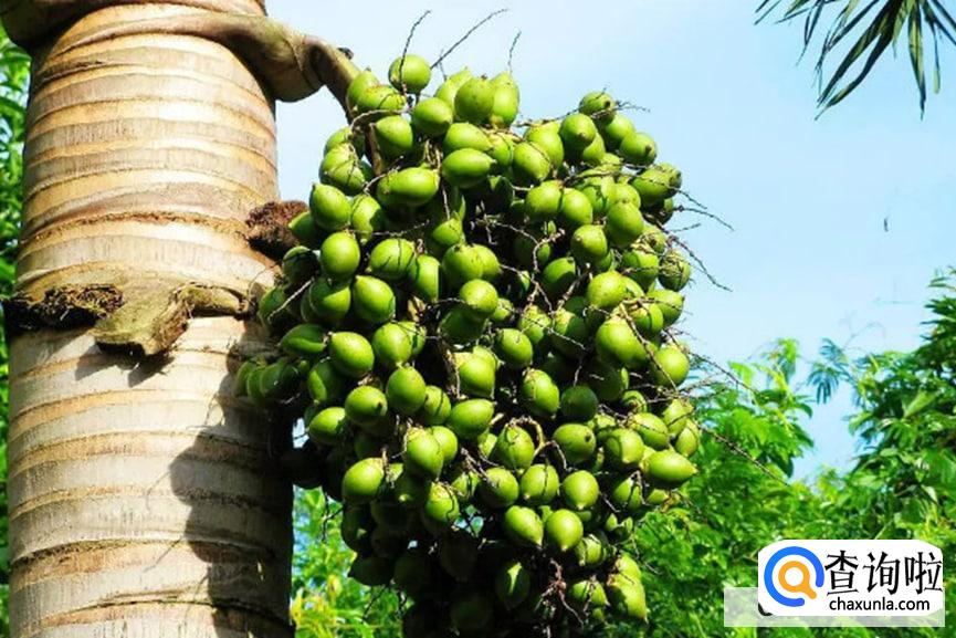 嚼槟榔该怎么戒掉