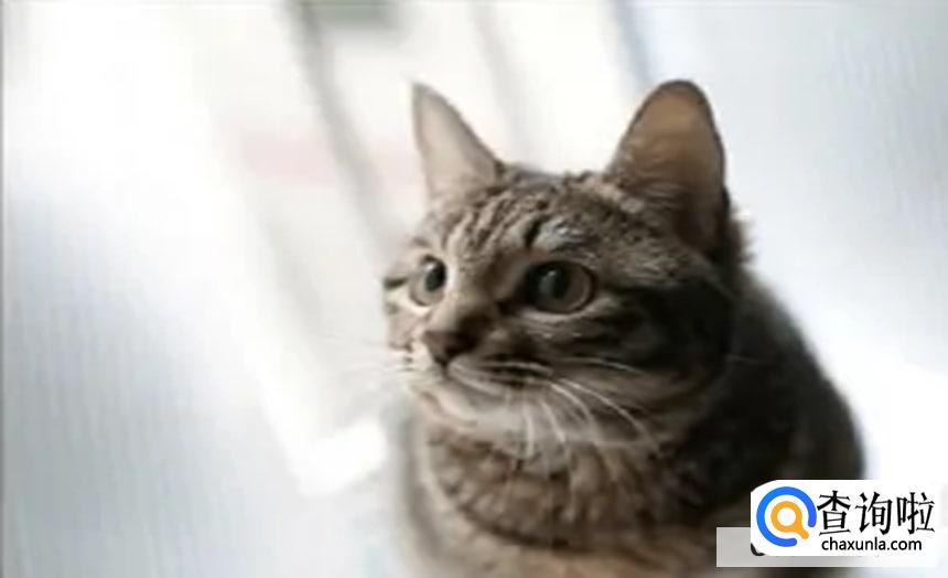 猫的情绪该如何识别