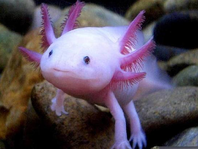 过年的时候吃鱼寓意是什么