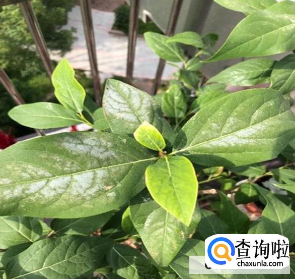 腊梅叶子发蔫了处理方法