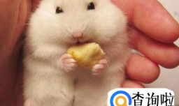 宠物仓鼠怎么养？