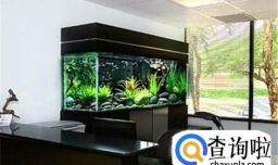 办公室怎么养鱼？适合养什么鱼？