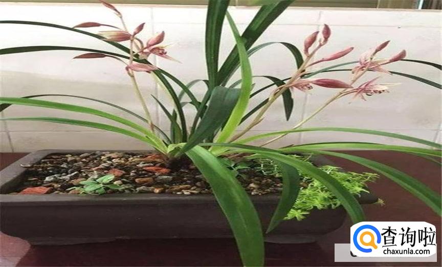 兰花怎么样光照合适