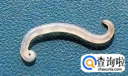 孕期家里到底能不能养狗?